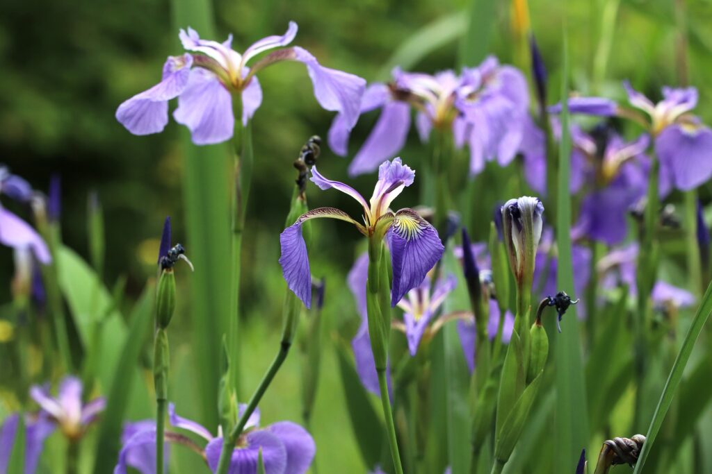 Group of Iris Flowers